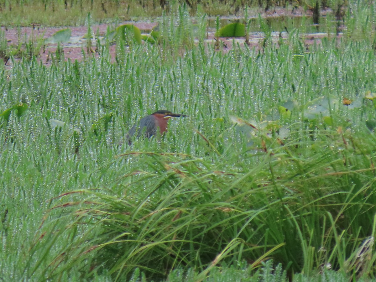 Green Heron - ML448591751