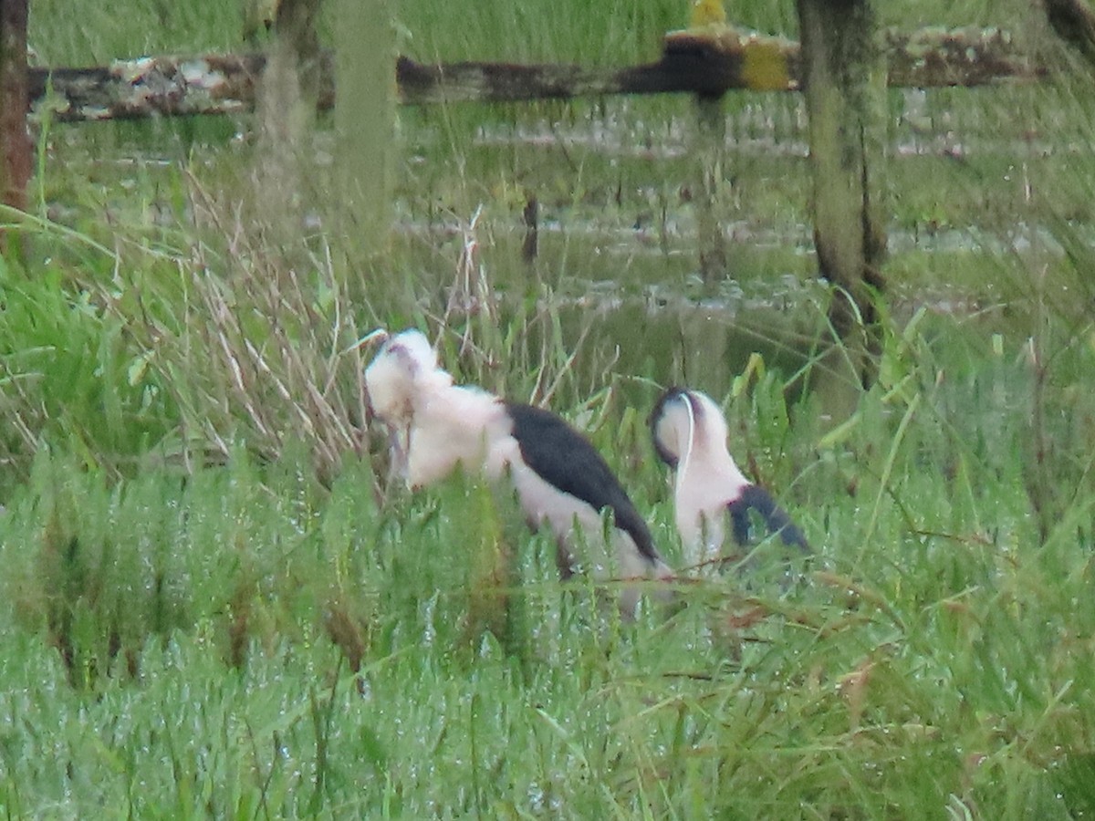 Black-crowned Night Heron - ML448591871