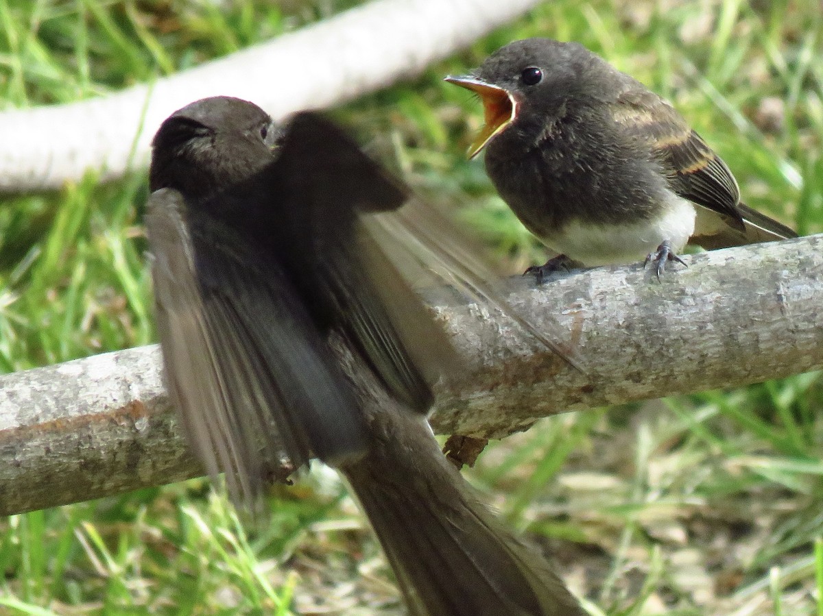 Black Phoebe - ML448592131