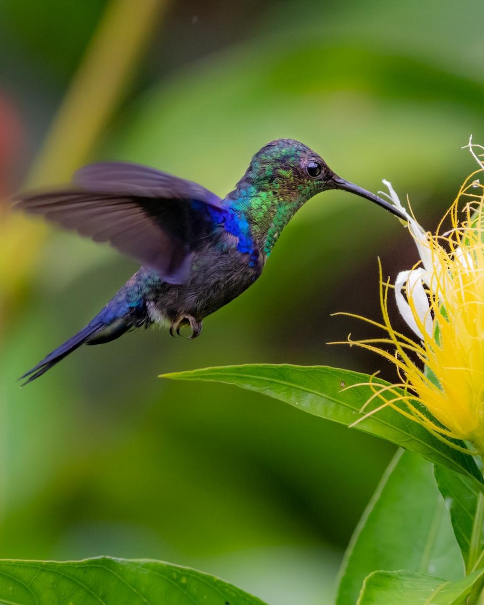 アオボウシモリハチドリ - ML448592991