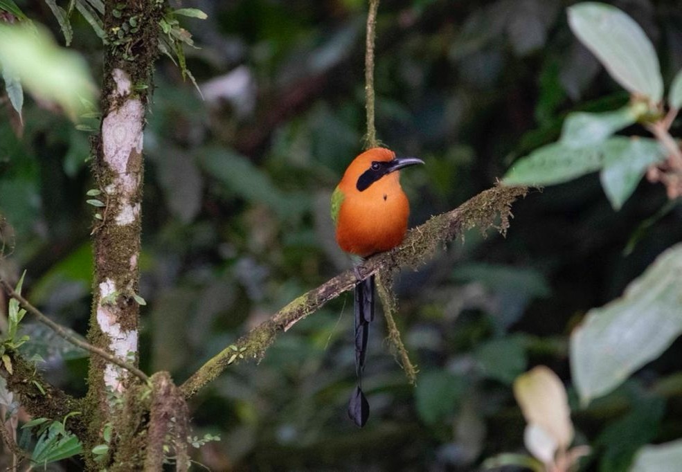 アマゾンオオハチクイモドキ - ML448593341