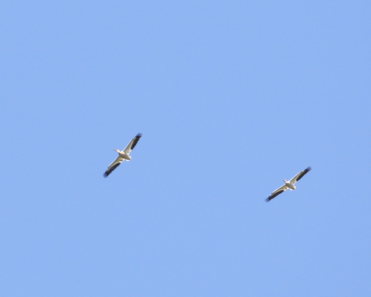 American White Pelican - ML448593571