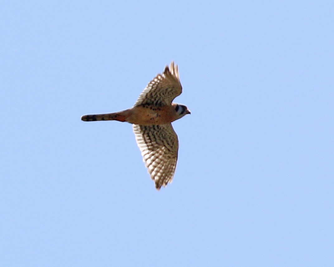 American Kestrel - ML448593621