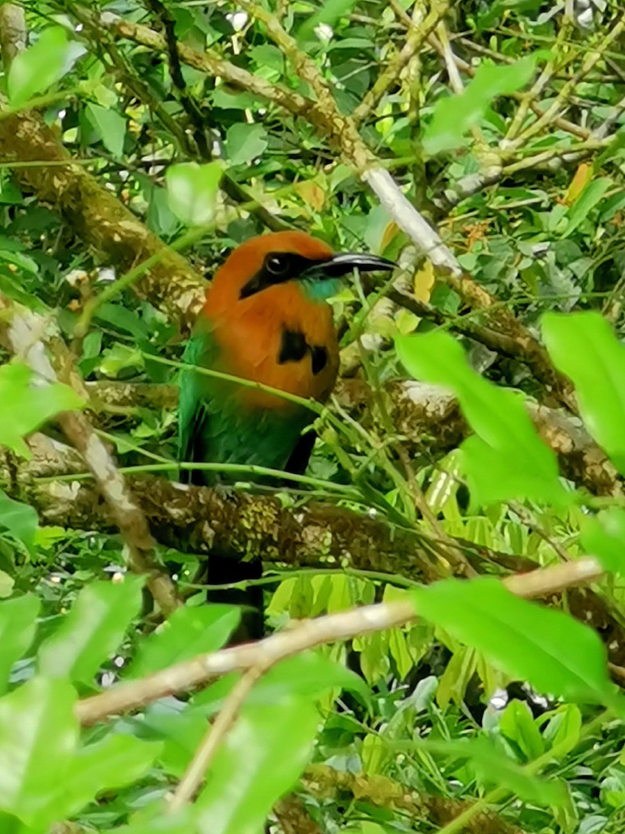 ヒロハシハチクイモドキ - ML448593671