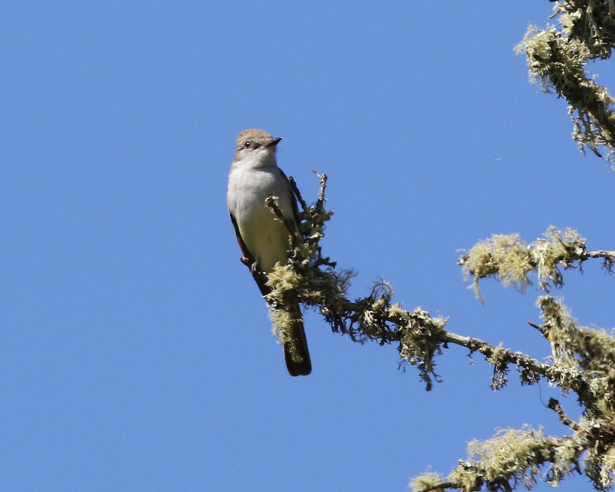 Ash-throated Flycatcher - ML448593741