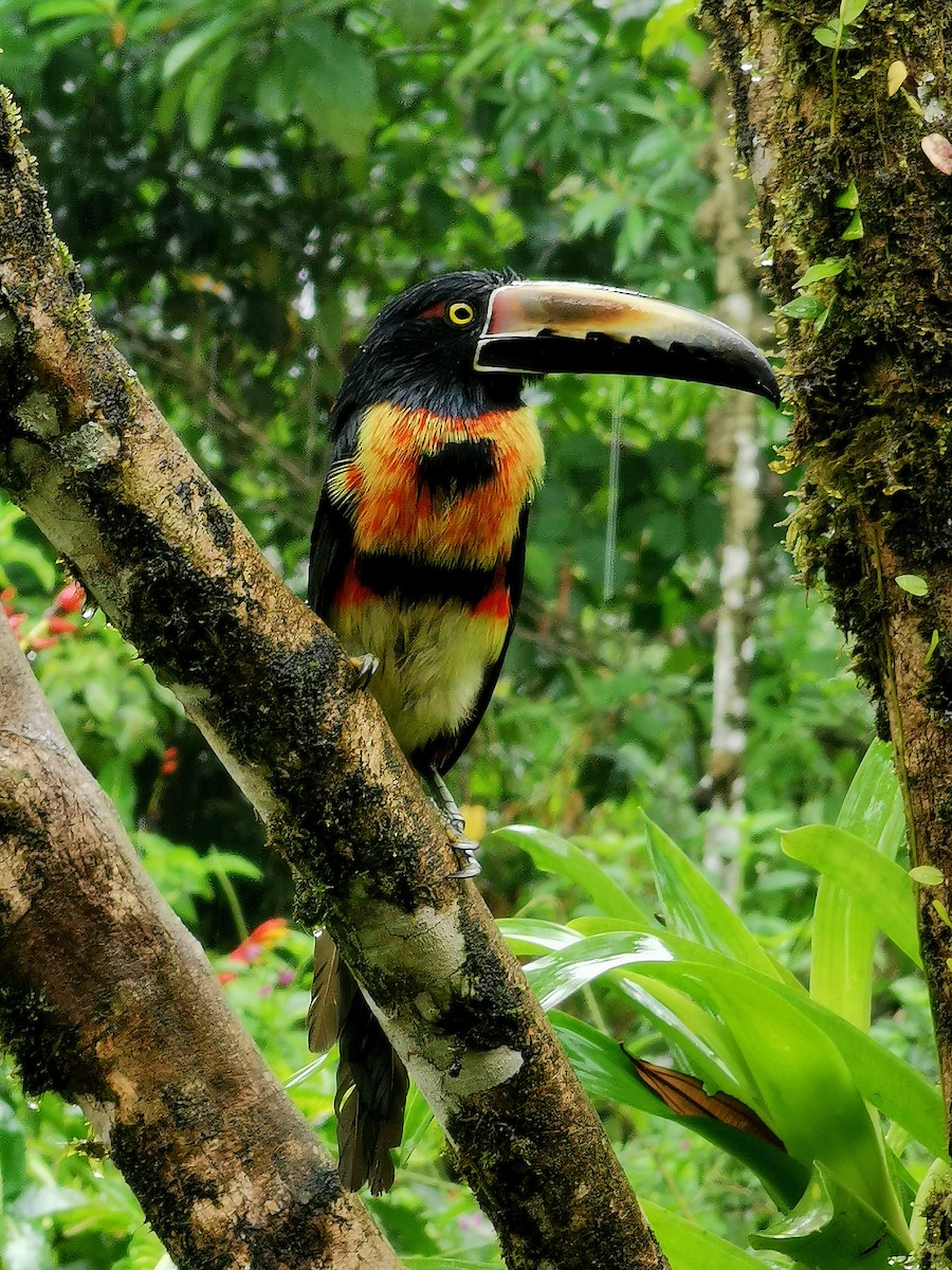 Collared Aracari - ML448593791