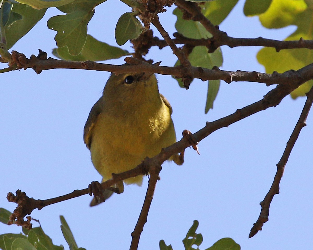 Orange-crowned Warbler - ML448593871