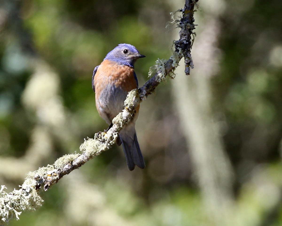 Western Bluebird - ML448594011