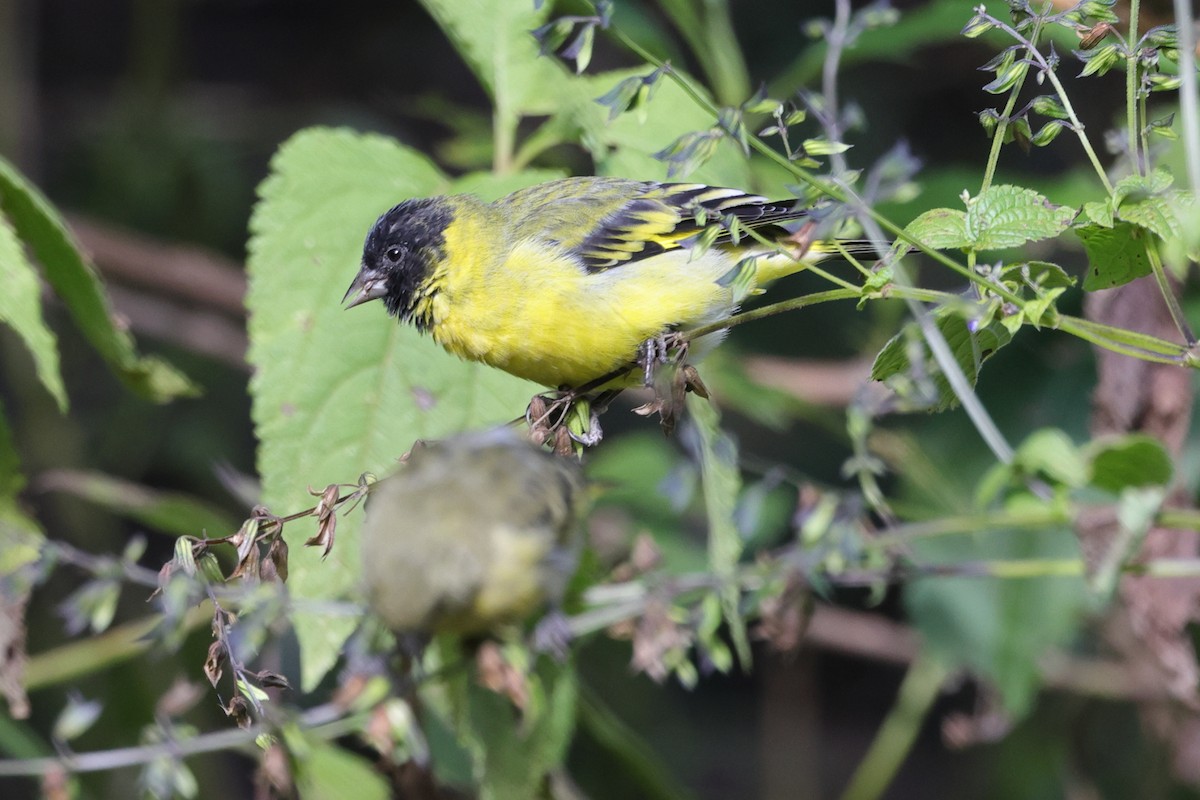 Hooded Siskin - ML448594401