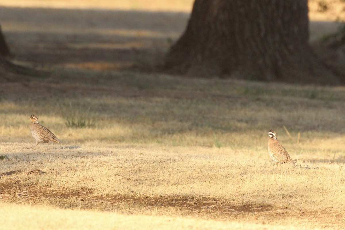 Northern Bobwhite - ML448594441