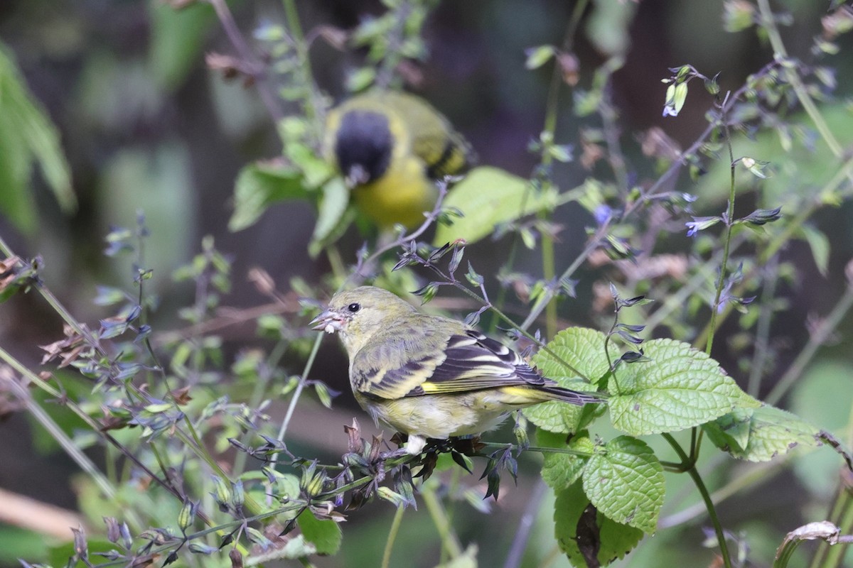 Hooded Siskin - ML448594451