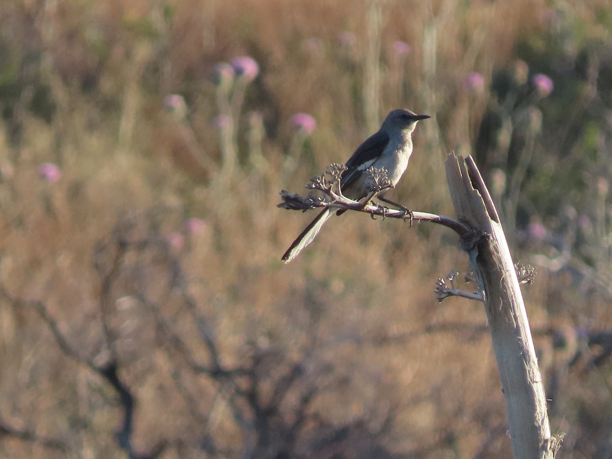 Northern Mockingbird - Anne (Webster) Leight