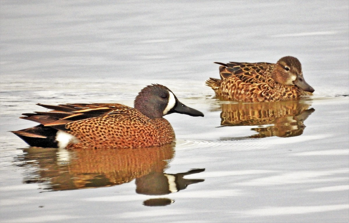 Blue-winged Teal - ML448594571