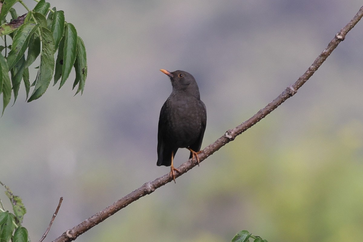 Chiguanco Thrush - ML448594611