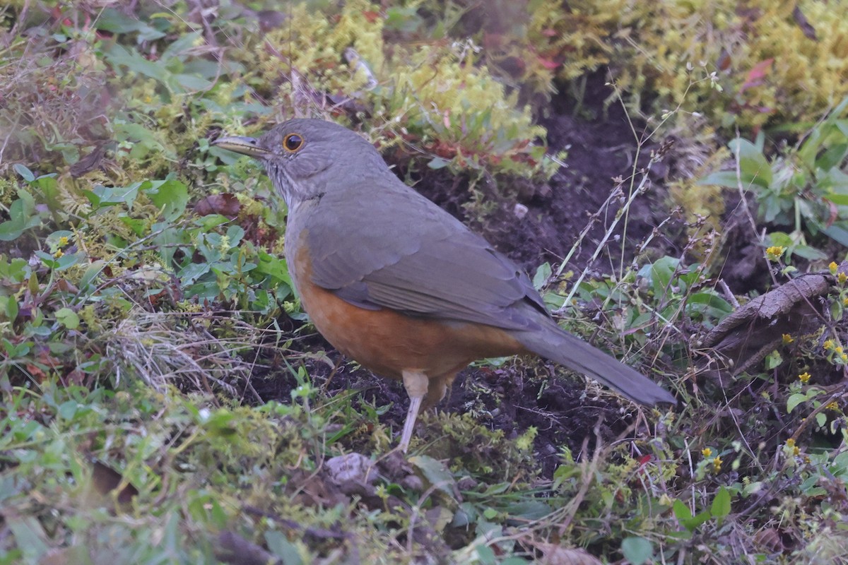 Rufous-bellied Thrush - ML448594751