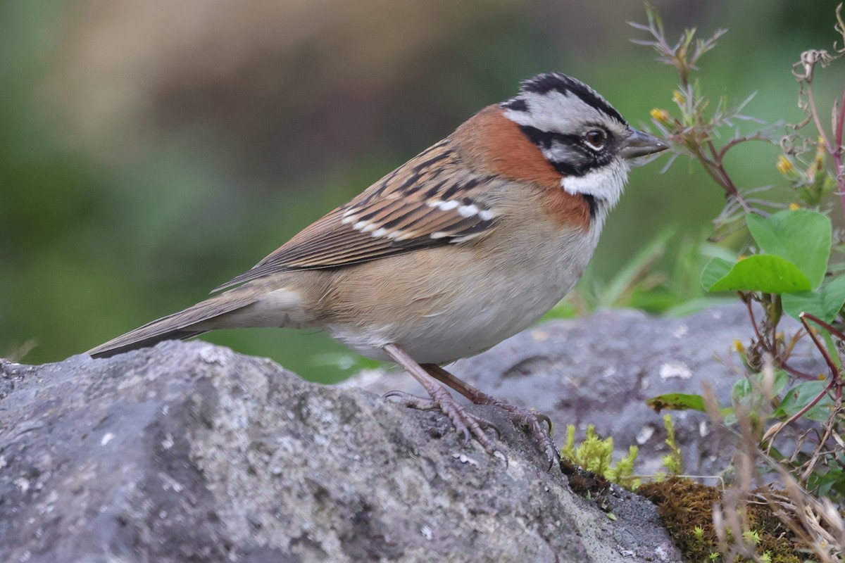 Rufous-collared Sparrow - ML448595311