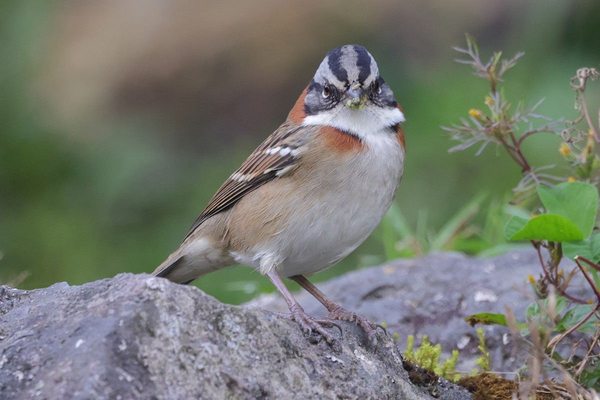 Rufous-collared Sparrow - ML448595391