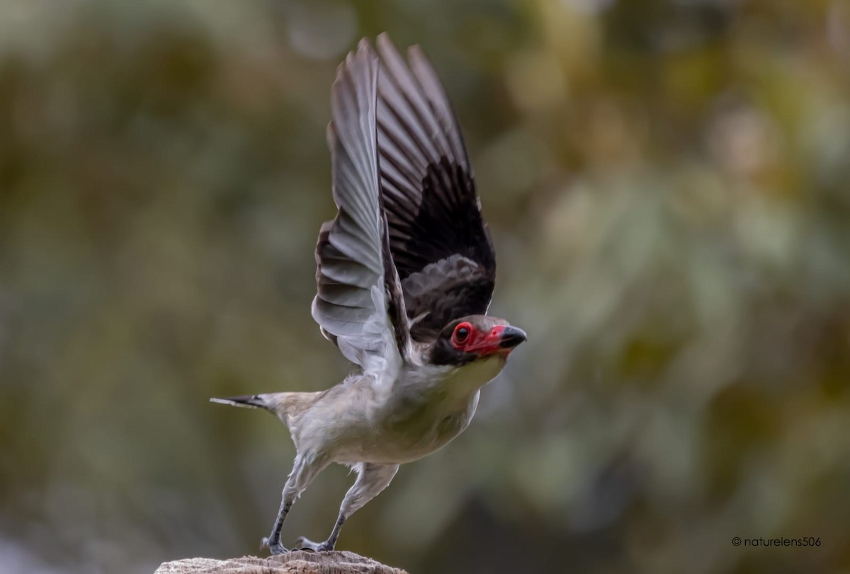 サカツラハグロドリ - ML448595441