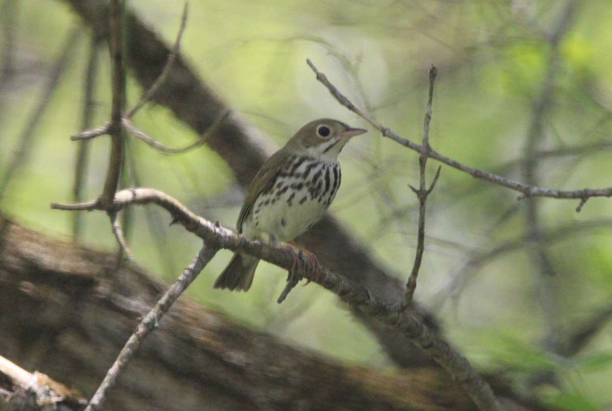 Ovenbird - Jonathan Wilhelms