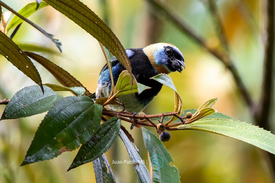 キンズキンフウキンチョウ - ML448596801