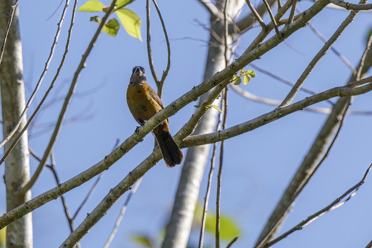 Scarlet-rumped Tanager - ML448597101