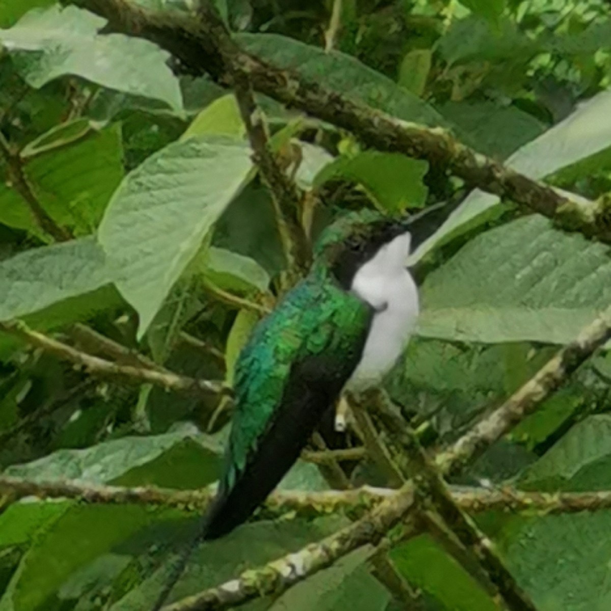 スミレセンニョハチドリ - ML448598791