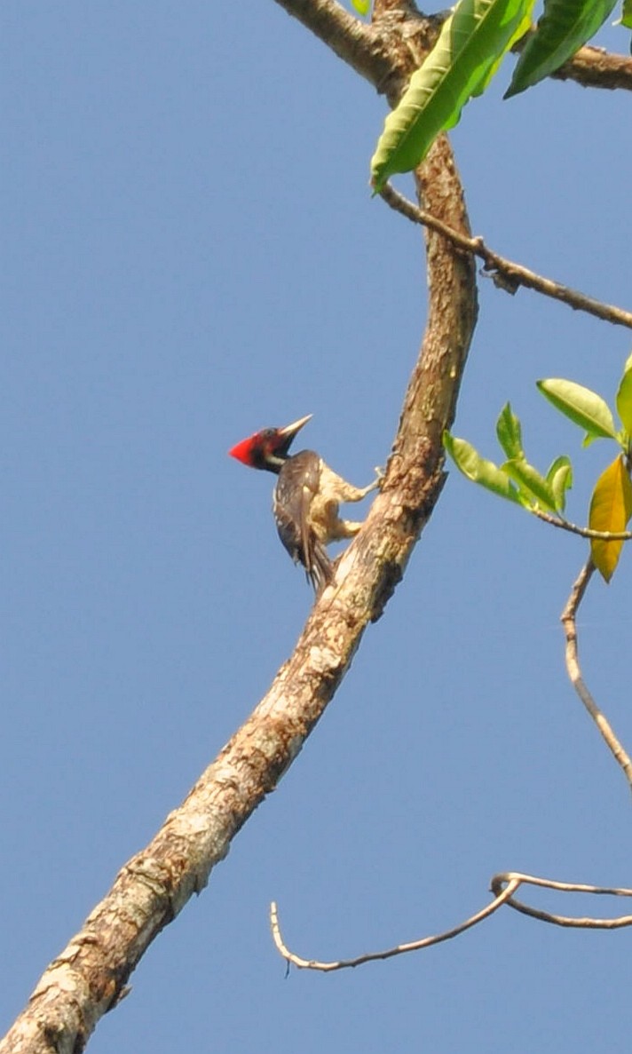 Pale-billed Woodpecker - ML448599761