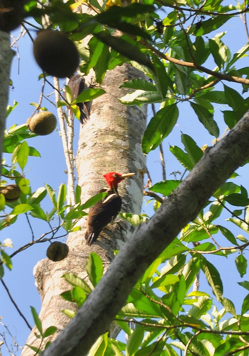 Pale-billed Woodpecker - ML448599801