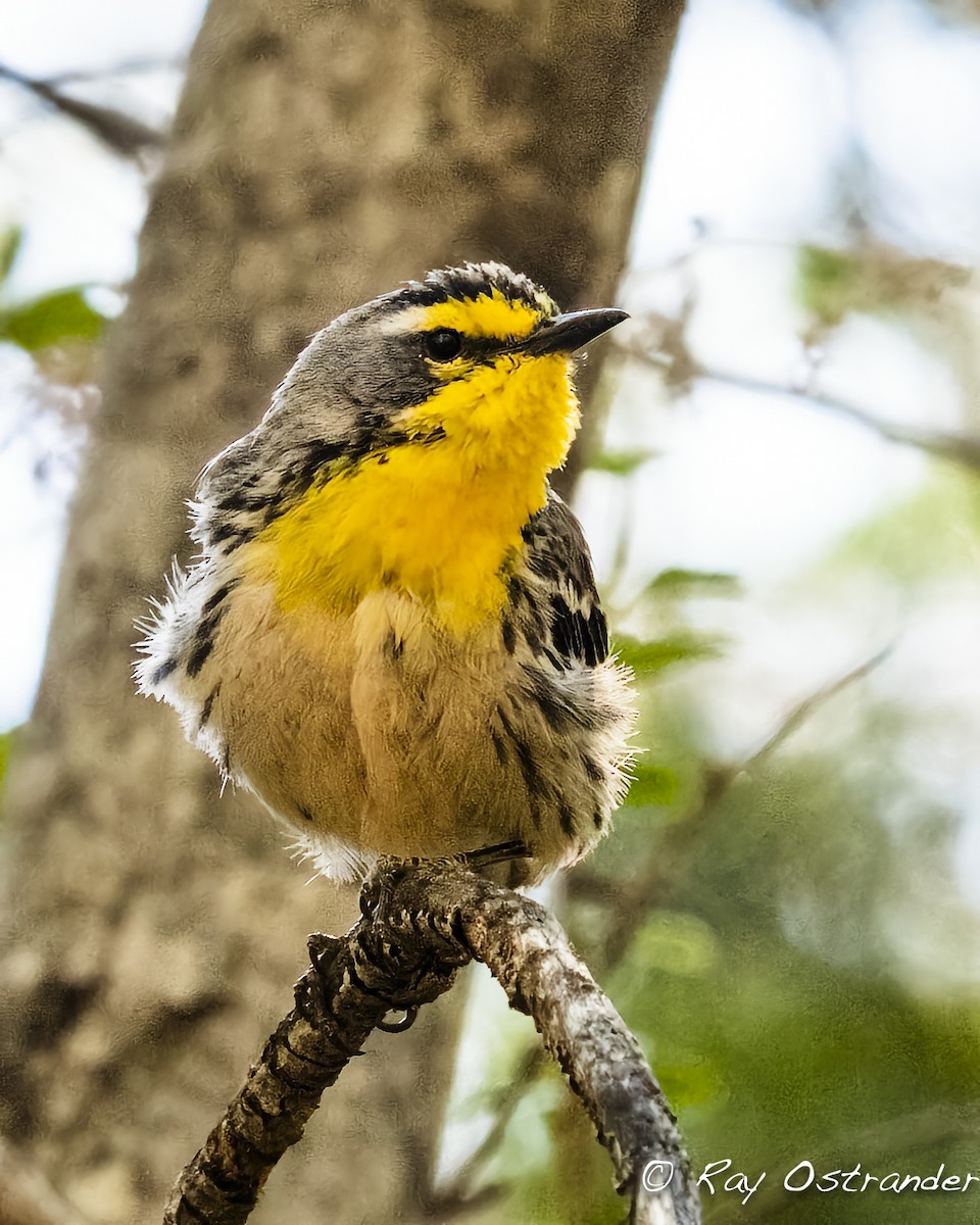Grace's Warbler - ML448600071