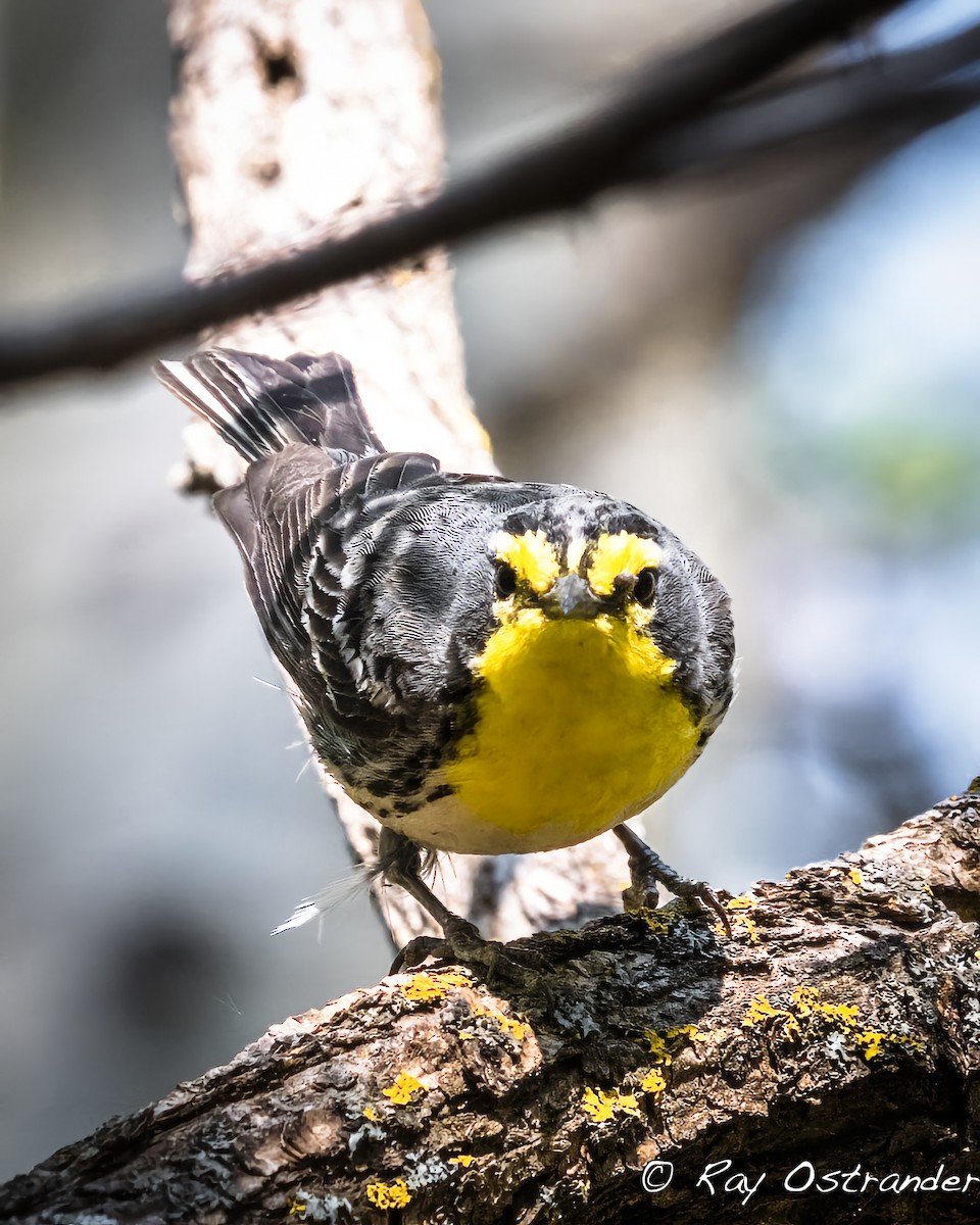 Grace's Warbler - ML448600091