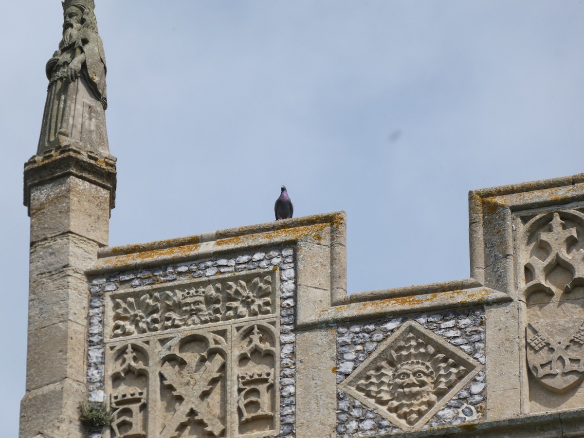 Rock Pigeon - ML448602421