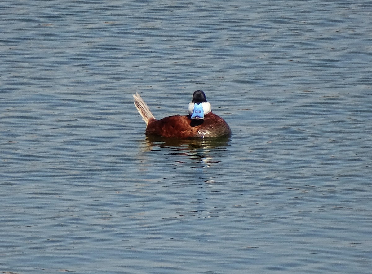 Ruddy Duck - ML448602451