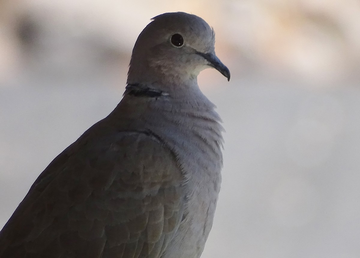 Eurasian Collared-Dove - ML448603161