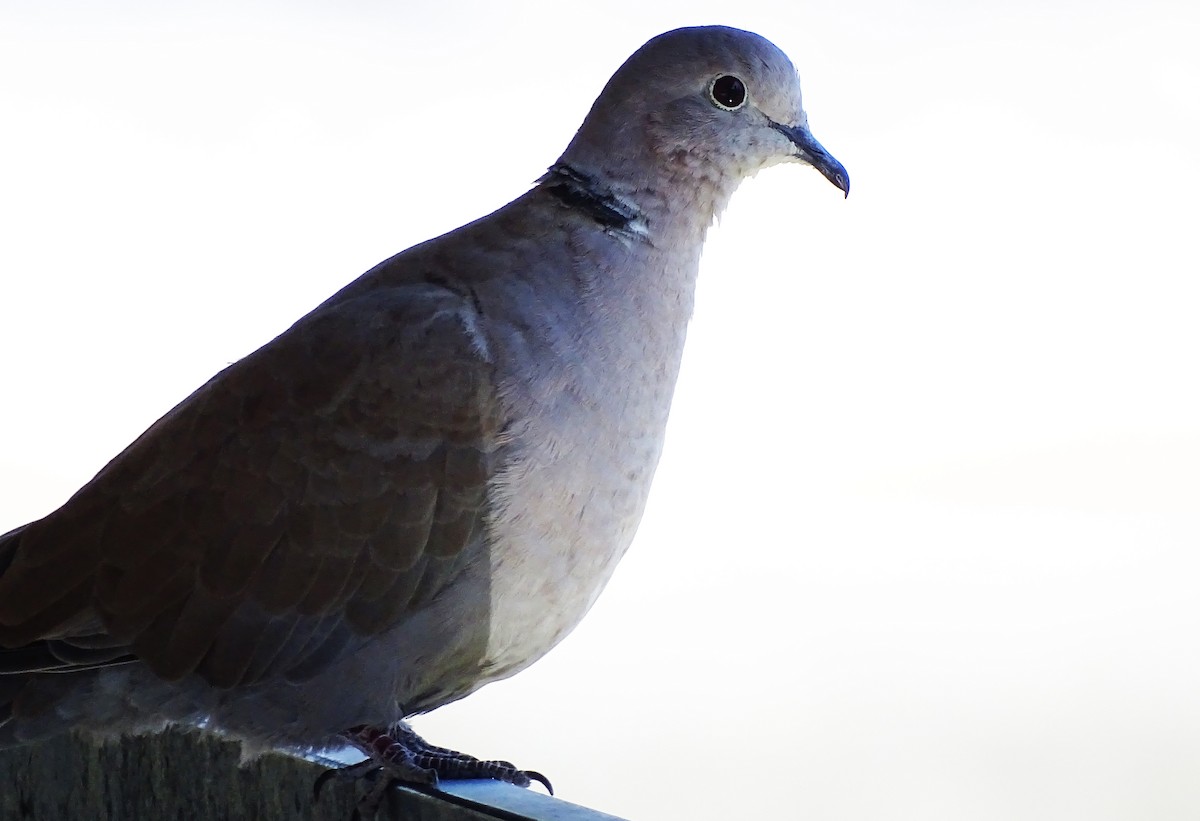 Eurasian Collared-Dove - ML448603191