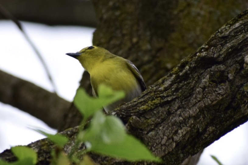 Yellow-throated Vireo - ML448603281