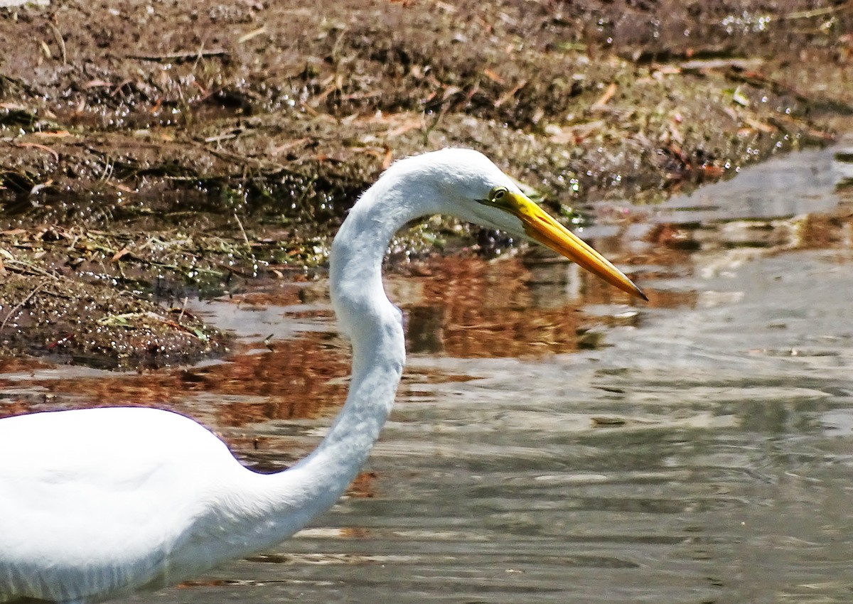 Great Egret - ML448603851