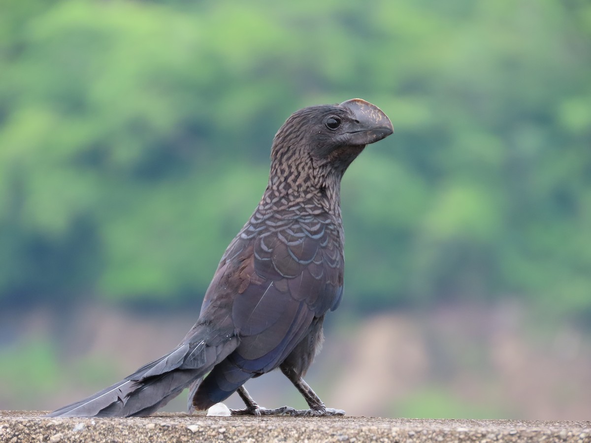 Smooth-billed Ani - ML448603961