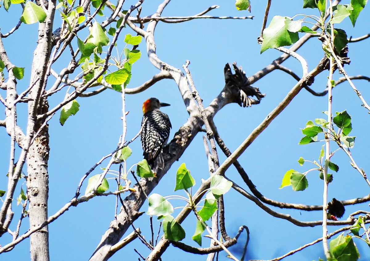 Golden-fronted Woodpecker - ML448604051