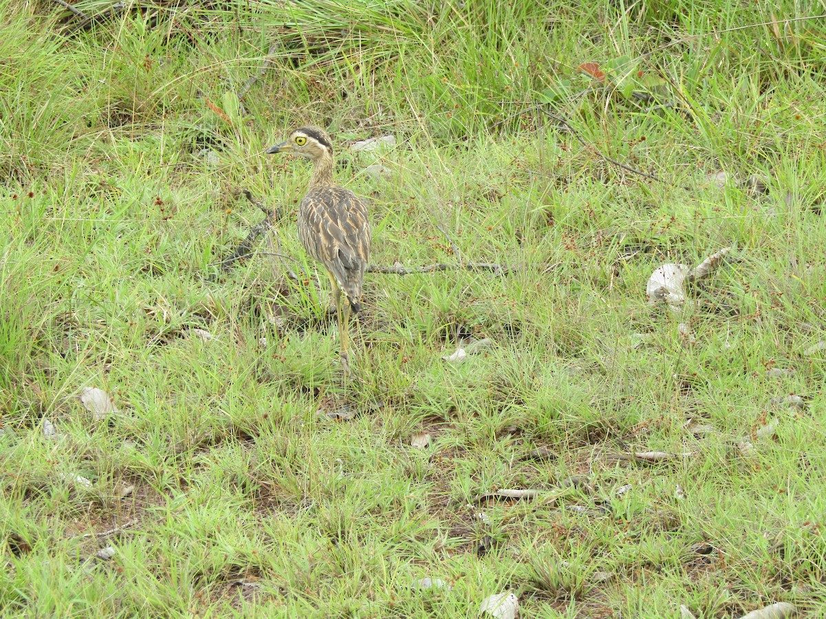 Double-striped Thick-knee - ML448604391
