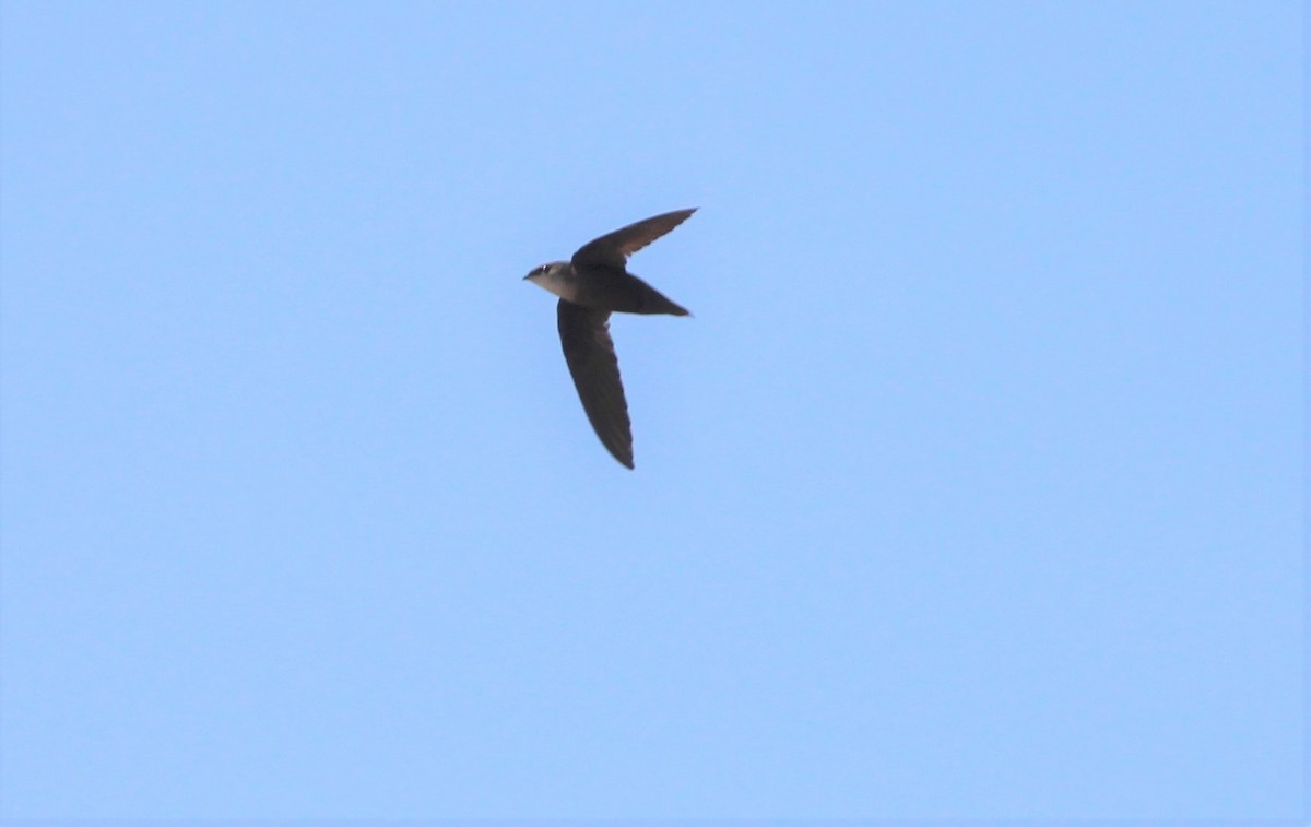 Chimney Swift - ML448604481