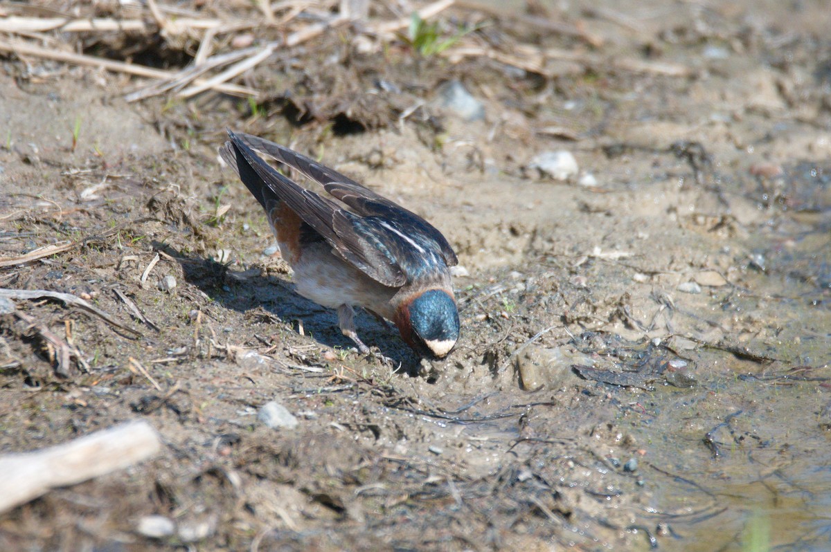 Cliff Swallow - ML448605011