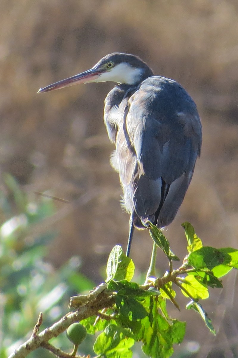 Western Reef-Heron - ML44860511