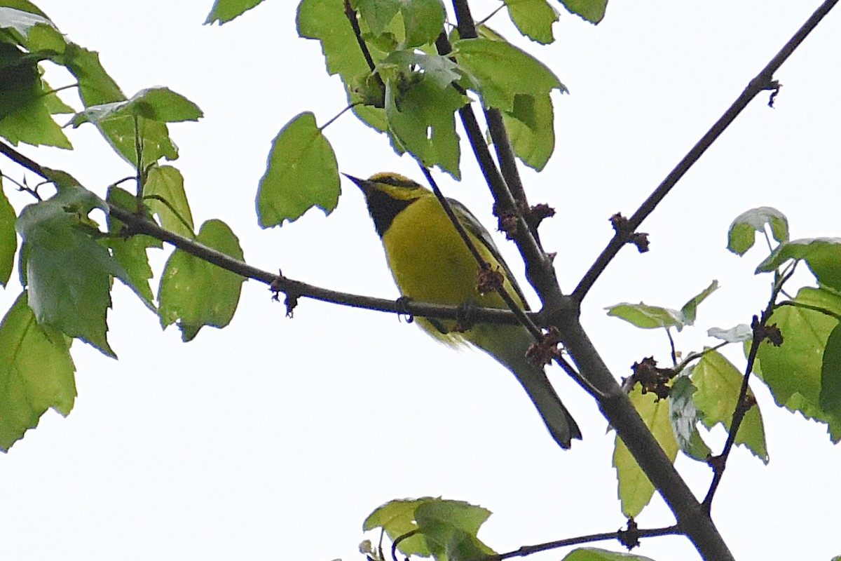 Lawrence's Warbler (hybrid) - ML448606831