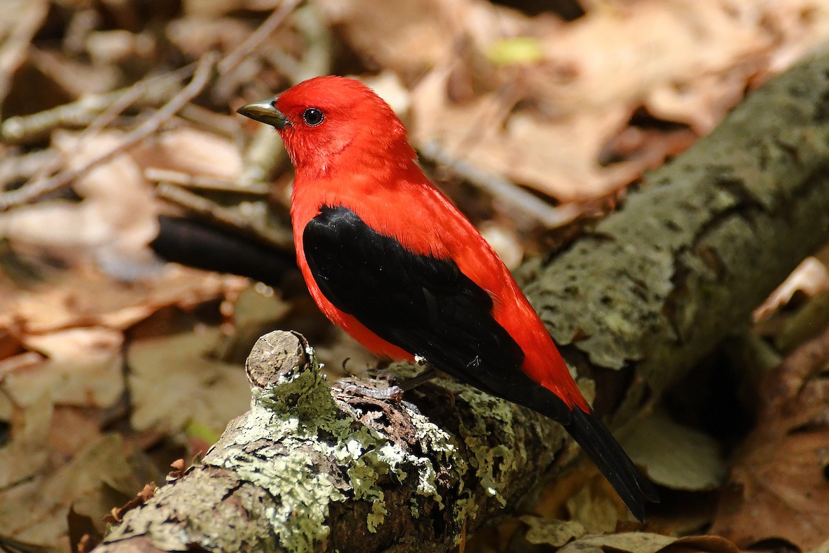Scarlet Tanager - ML448607221