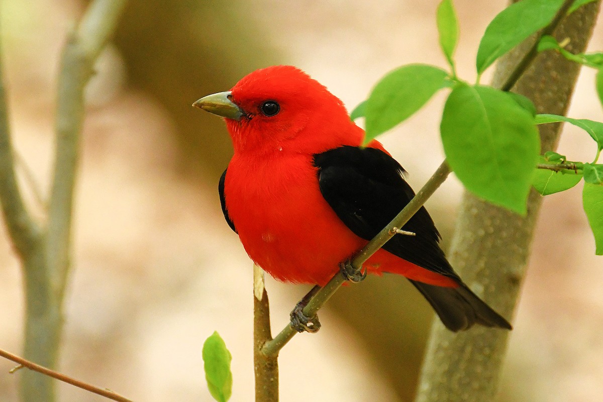 Scarlet Tanager - ML448607511