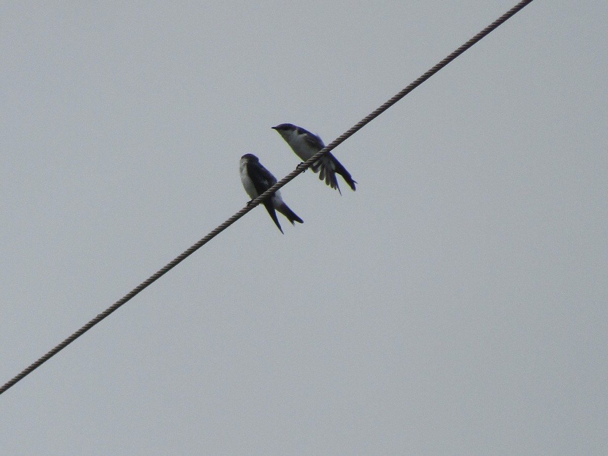 White-winged Swallow - ML448608131