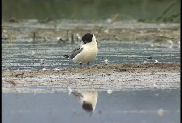 Franklin's Gull - ML448609