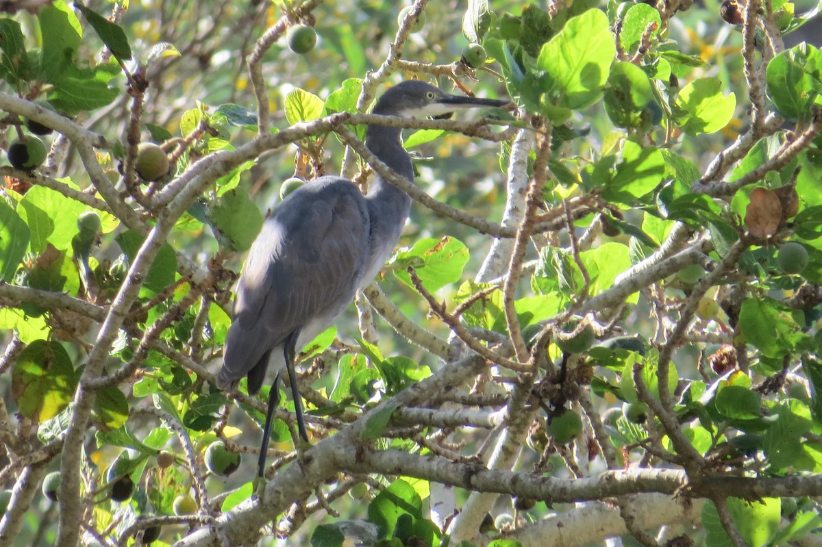 Western Reef-Heron - ML44861021