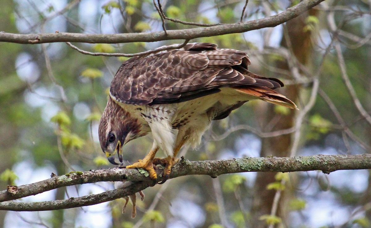 Red-tailed Hawk (borealis) - ML448613441