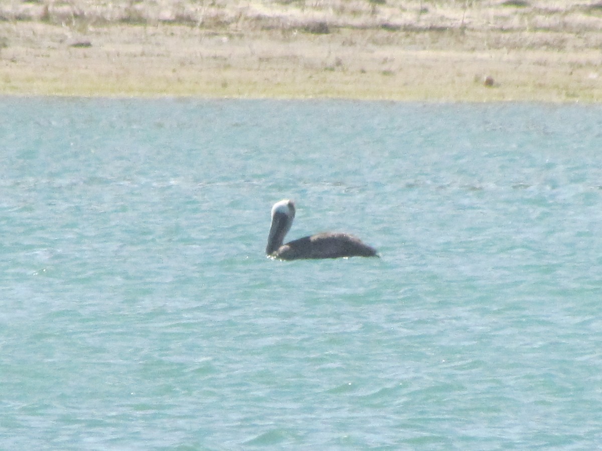 pelikán hnědý - ML448614541